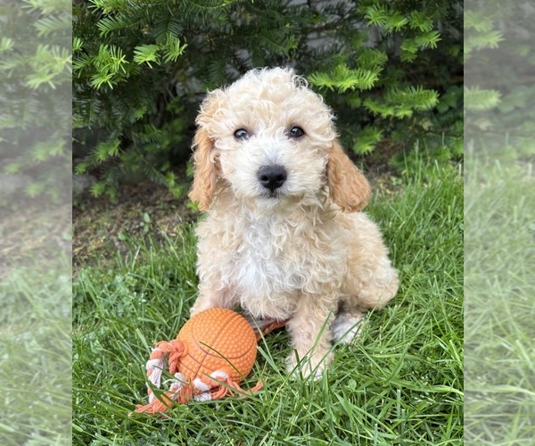 Medium Photo #2 Bichpoo Puppy For Sale in MIDDLEBURY, IN, USA
