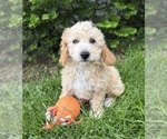 Small #1 Bichpoo