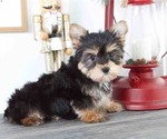 Small Photo #1 Yorkshire Terrier Puppy For Sale in RED LION, PA, USA