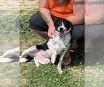 Dotti - Female Australian Shepherd Dog for Adoption - Small photo