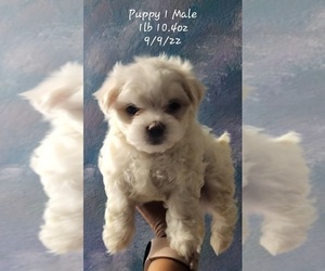 Maltese Puppy for Sale in CLEARWATER, Florida USA