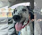 Small Dalmatian Mix