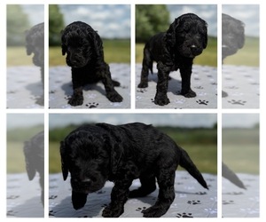 Medium Goldendoodle