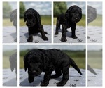 Puppy Patriot Goldendoodle