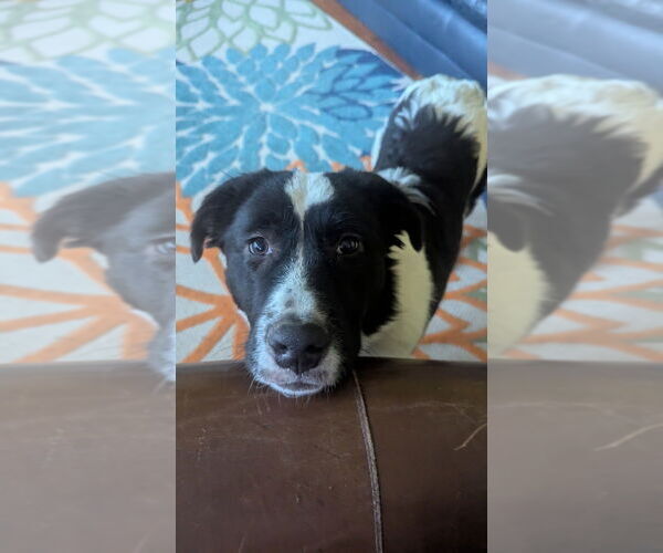 Medium Photo #8 Border Collie-Great Pyrenees Mix Puppy For Sale in Raleigh, NC, USA