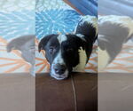 Small #7 Border Collie-Great Pyrenees Mix