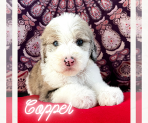 Sheepadoodle Puppy for Sale in CASTLE ROCK, Colorado USA