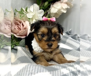 Dachshund Puppy for sale in SELLERSBURG, IN, USA
