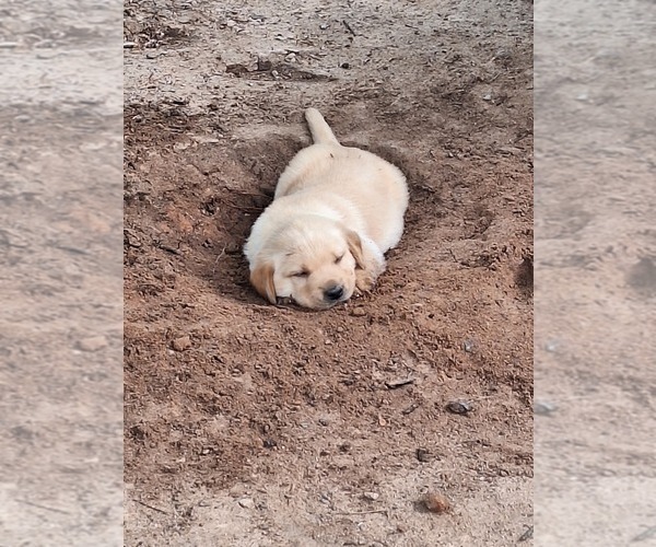 Medium Photo #2 Labrador Retriever Puppy For Sale in GAFFNEY, SC, USA