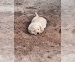 Small #1 Labrador Retriever