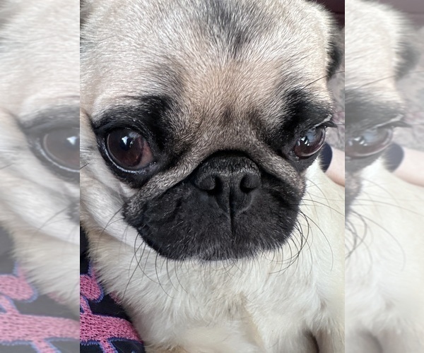 Medium Photo #1 Pug Puppy For Sale in CHATHAM, IL, USA