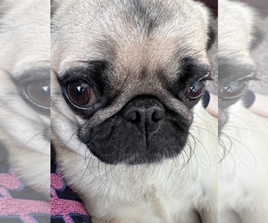 Mother of the Pug puppies born on 02/11/2026