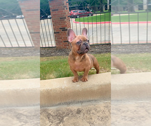 French Bulldog Puppy for sale in NORTHLAKE, TX, USA