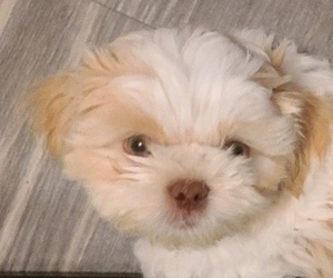 Shih Tzu Puppy for sale in WESLEY CHAPEL, FL, USA