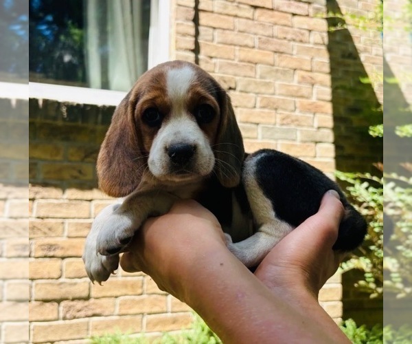 Medium Photo #5 Beagle Puppy For Sale in INDIANAPOLIS, IN, USA