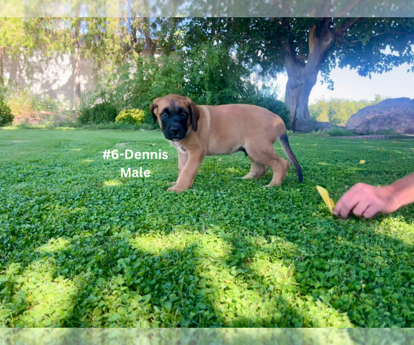 Medium Photo #21 American Mastiff-Saint Bernard Mix Puppy For Sale in HATCH, NM, USA