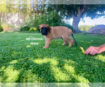 Small #20 American Mastiff-Saint Bernard Mix