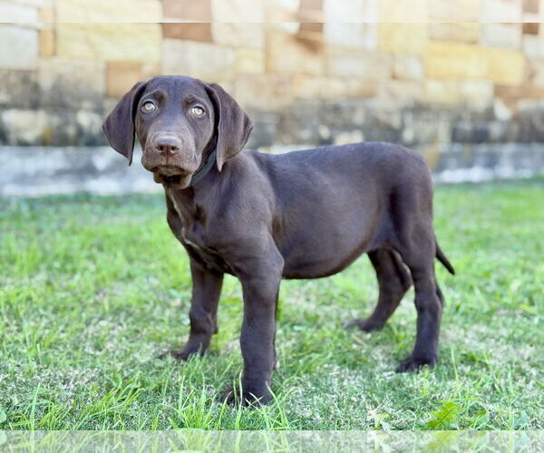 Medium Photo #4 Labradoodle Puppy For Sale in PIPE CREEK, TX, USA