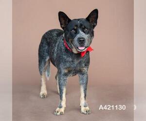 Mutt Dogs for adoption in Conroe, TX, USA