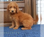 Small #2 Goldendoodle (Miniature)