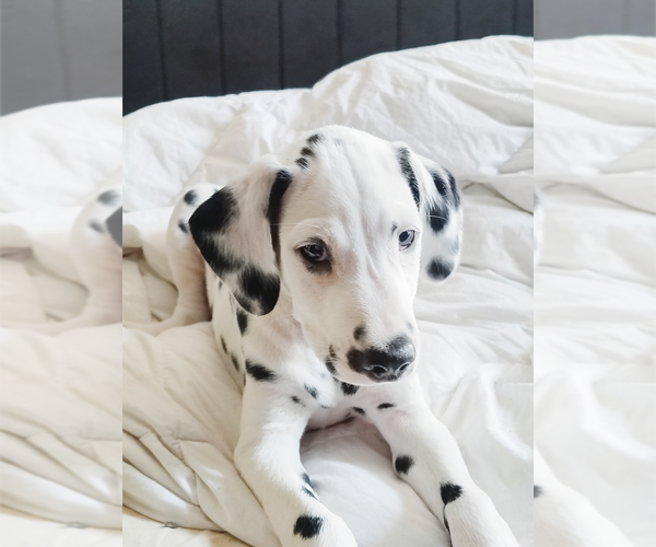 Medium Photo #2 Dalmatian Puppy For Sale in CHARLOTTE, NC, USA