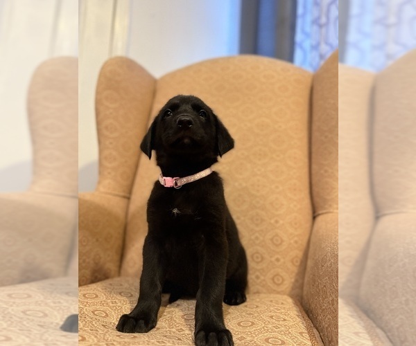 Medium Photo #8 Golden Shepherd Puppy For Sale in OCEANSIDE, CA, USA