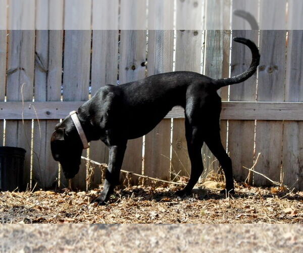 Medium Photo #5 Mutt Puppy For Sale in Cottage Grove, MN, USA