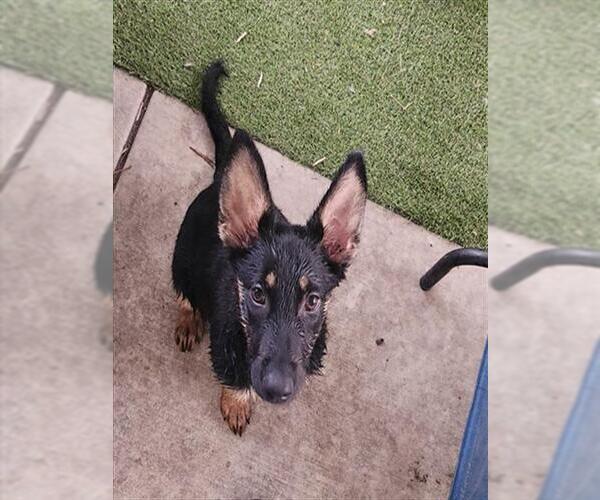 Medium Photo #1 German Shepherd Dog Puppy For Sale in Stockton, CA, USA