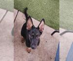 Small German Shepherd Dog