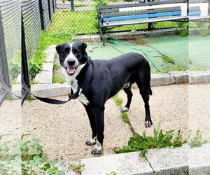 Border Collie-Unknown Mix Dogs for adoption in Perth Amboy, NJ, USA