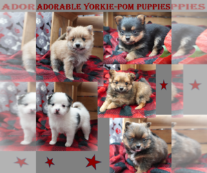 Yoranian Litter for sale in LUBLIN, WI, USA