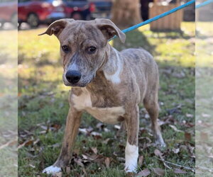 Labrador Retriever Dogs for adoption in Yardley, PA, USA
