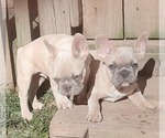 Small Photo #5 French Bulldog Puppy For Sale in COTTAGEVILLE, SC, USA