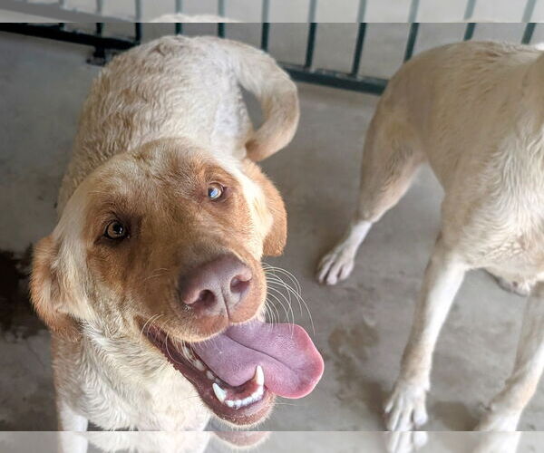 Medium Photo #2 Labrador Retriever Puppy For Sale in Clovis, CA, USA