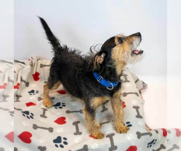 Medium Photo #3 Mutt Puppy For Sale in Kennesaw, GA, USA