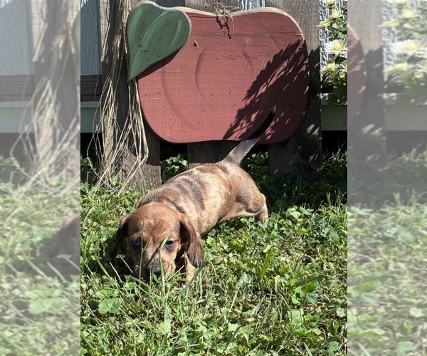 Medium Photo #5 Dachshund Puppy For Sale in SOUTHINGTON, OH, USA