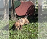 Small #4 Dachshund