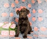 Small Photo #3 Labrador Retriever Puppy For Sale in HOLTWOOD, PA, USA