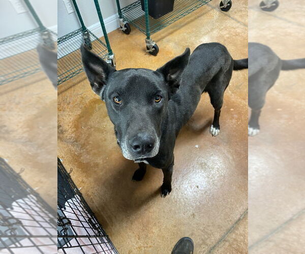 Medium Photo #13 German Shepherd Dog-Great Dane Mix Puppy For Sale in Bolivar, MO, USA