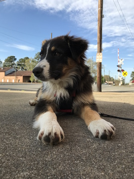Medium Photo #1 Aussiedoodle Puppy For Sale in PRINCETON, NC, USA
