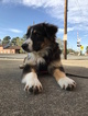Small Photo #1 Aussiedoodle Puppy For Sale in PRINCETON, NC, USA