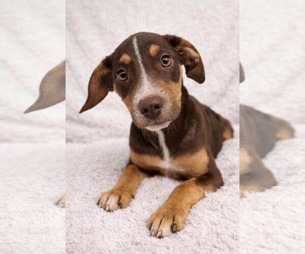 Medium Photo #3 Labrador Retriever-Unknown Mix Puppy For Sale in Rockwall, TX, USA