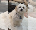 Small #3 Maltese