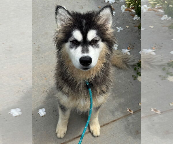 Medium Photo #2 Siberian Husky-Unknown Mix Puppy For Sale in Newport Beach, CA, USA