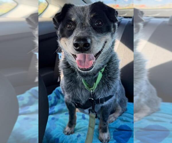 Medium Photo #1 Texas Heeler Puppy For Sale in Santa Barbara, CA, USA