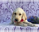 Small Photo #3 Labrador Retriever Puppy For Sale in LANCASTER, PA, USA