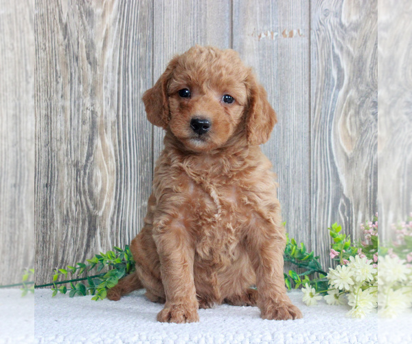 Medium Photo #1 Goldendoodle-Poodle (Miniature) Mix Puppy For Sale in HONEY BROOK, PA, USA