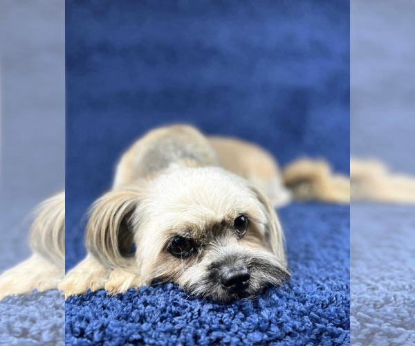 Medium Photo #4 Maltese-Unknown Mix Puppy For Sale in Grafton, WI, USA