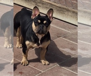 French Bulldog Puppy for sale in NORTH PORT, FL, USA