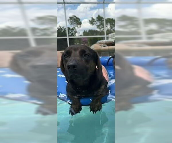 Medium Photo #2 Dachshund-Unknown Mix Puppy For Sale in Tampa, FL, USA
